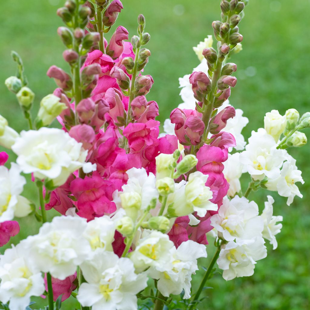 Leeuwenbek Madame Butterfly Mixed (zaad) - Antirrhinum majus