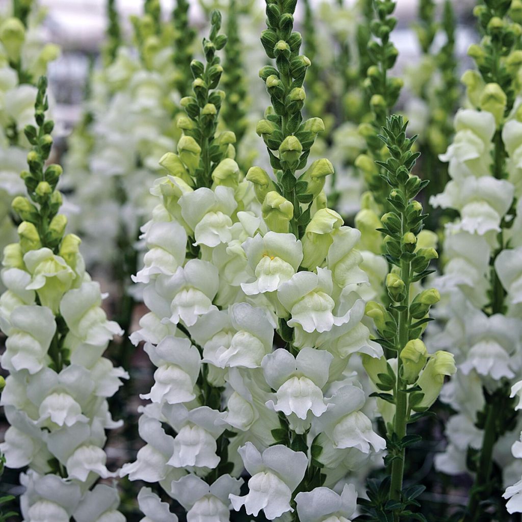 Leeuwenbek Fresh White (zaad) - Antirrhinum majus
