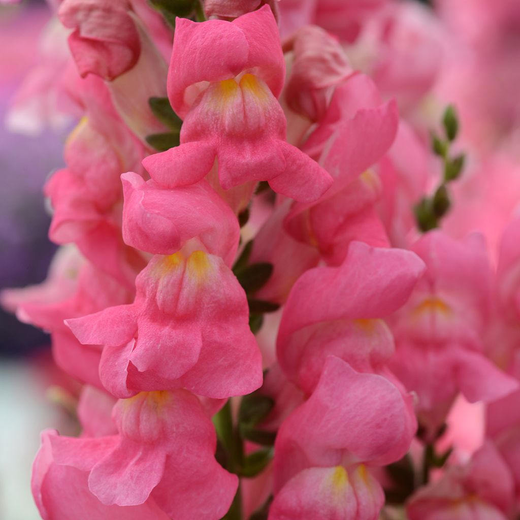Leeuwenbek Rocket Rose Shades (zaad) - Antirrhinum majus
