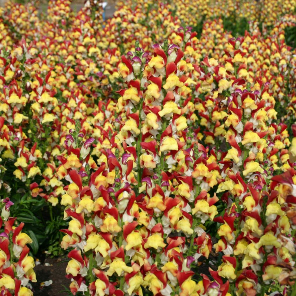 Leeuwenbek Mango Twist (zaad) - Antirrhinum majus