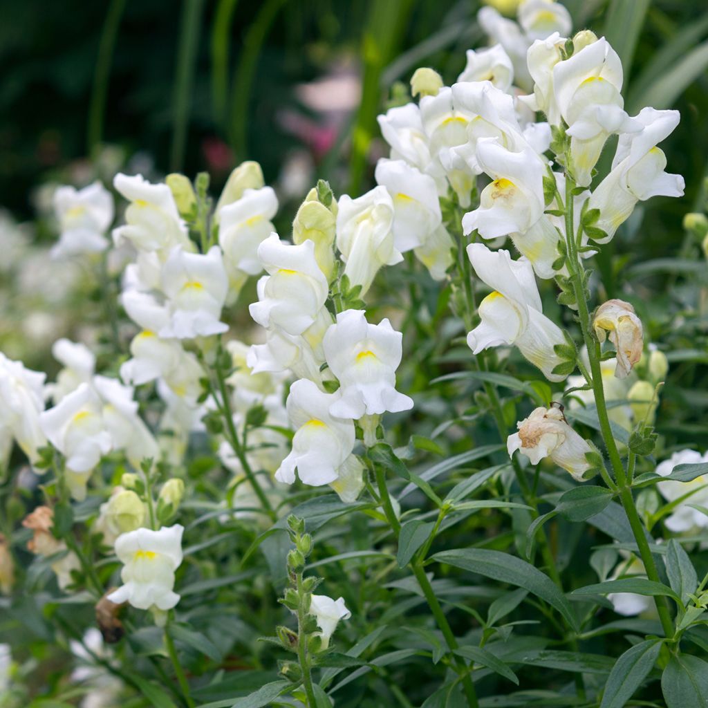 Leeuwenbek Royal Bride (zaad) - Antirrhinum majus