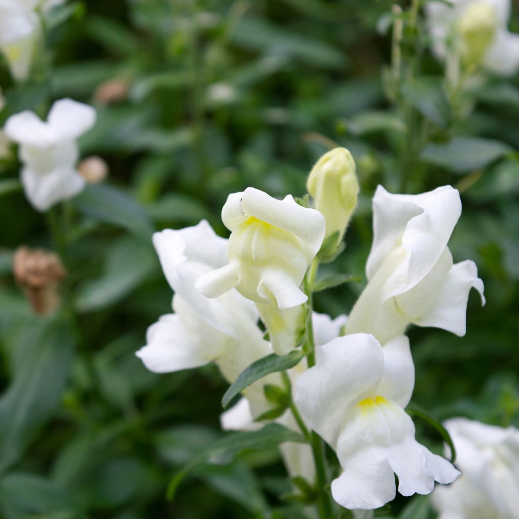 Leeuwenbek Royal Bride (zaad) - Antirrhinum majus