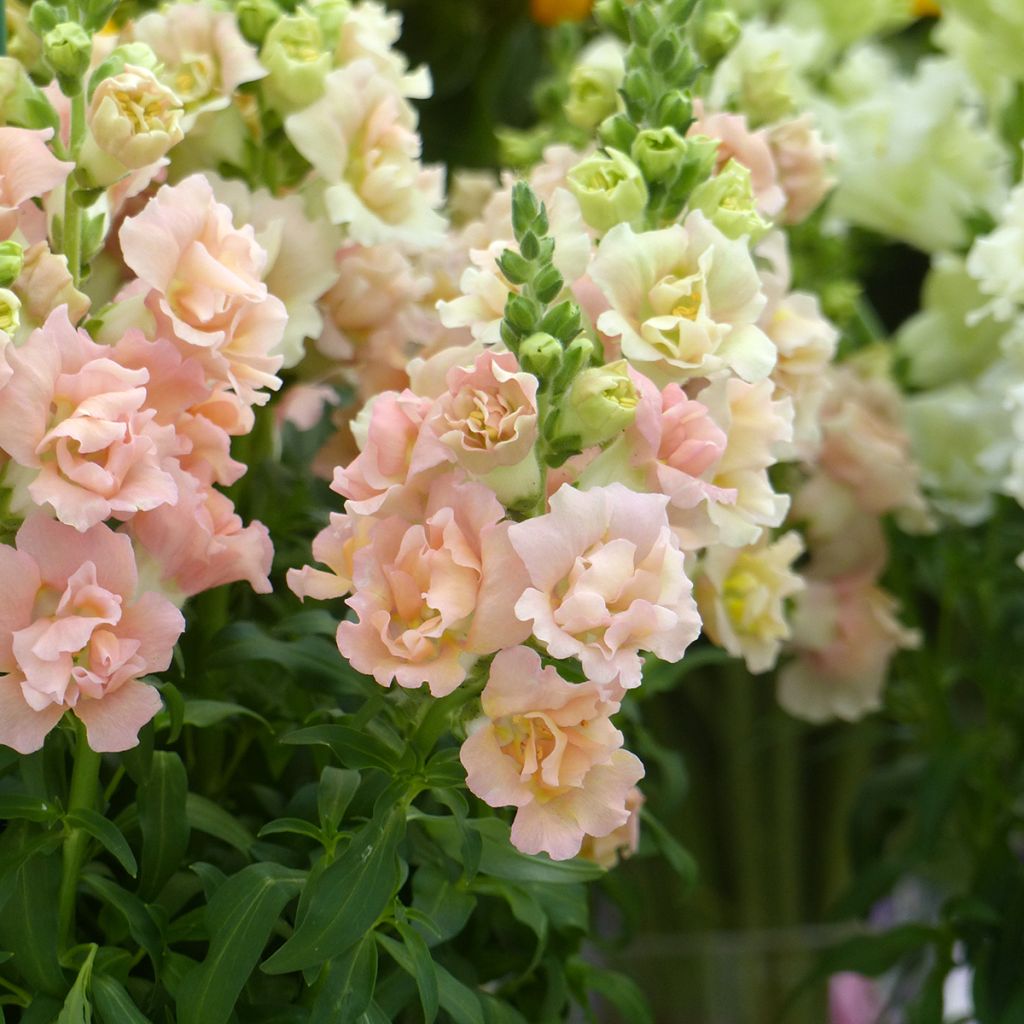 Antirrhinum majus Snapstar Champagne F1 (zaad) - Leeuwenbek