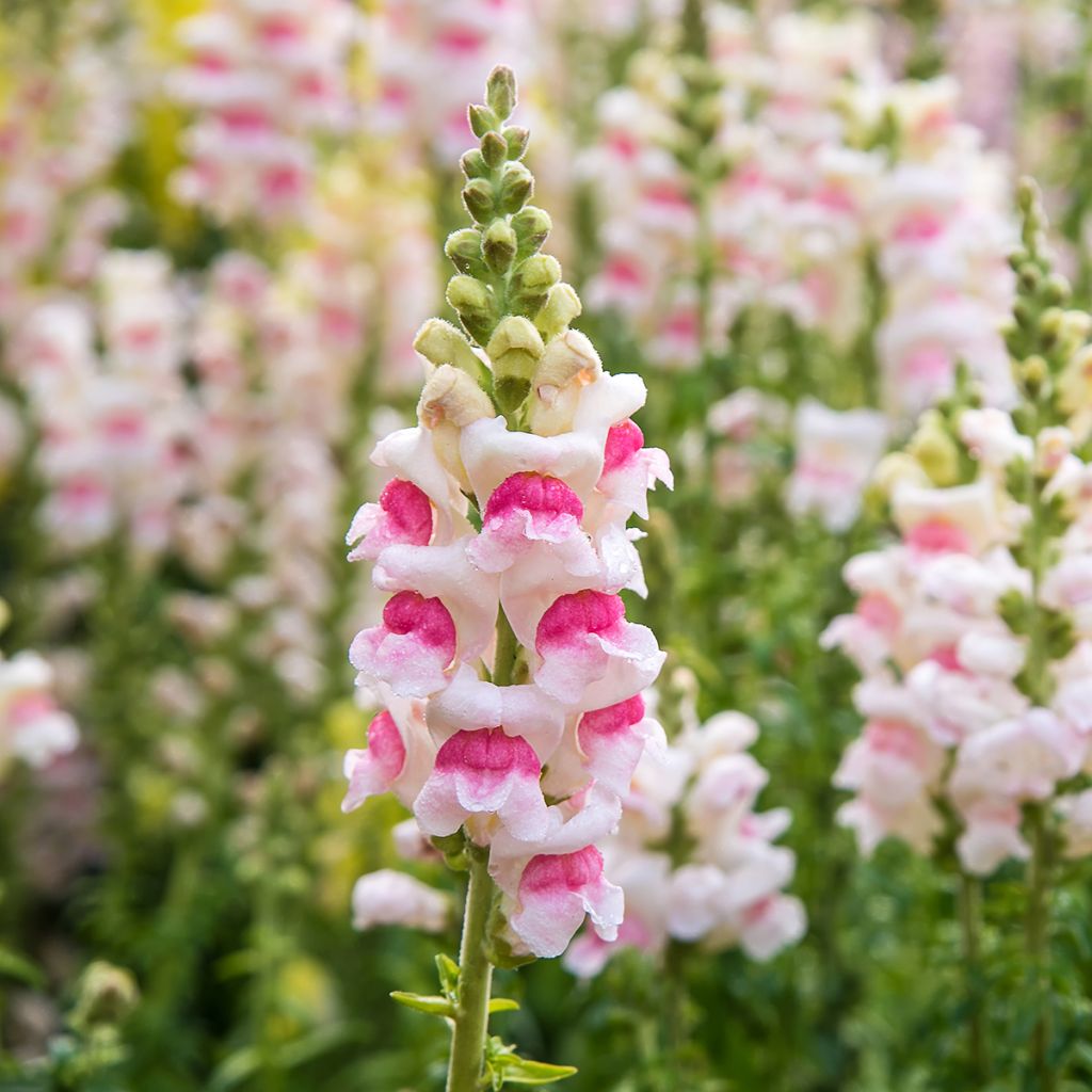 Leeuwenbek Sweet Duet Appleblossom (zaad) - Antirrhinum majus