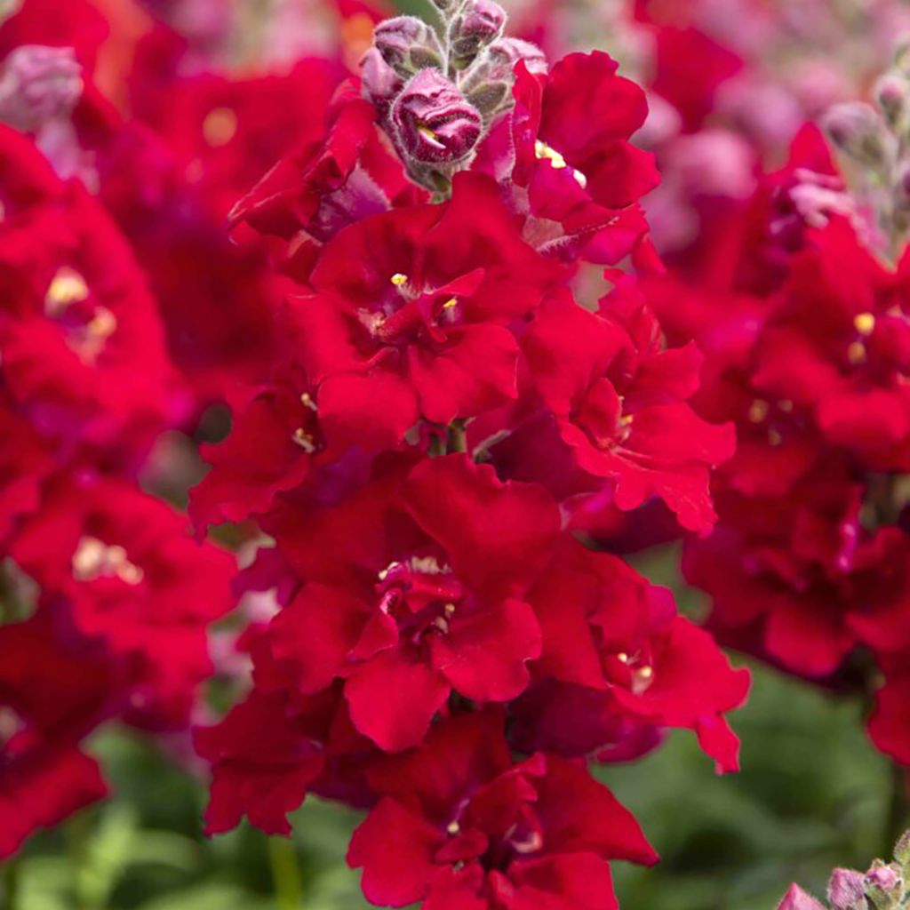 Leeuwenbek Sweet Duet Deep Red (zaad) - Antirrhinum majus