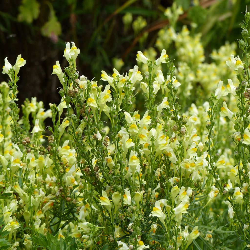 Antirrhinum braun-blanquetii Lemon Sherbet (zaad) - Leeuwenbek