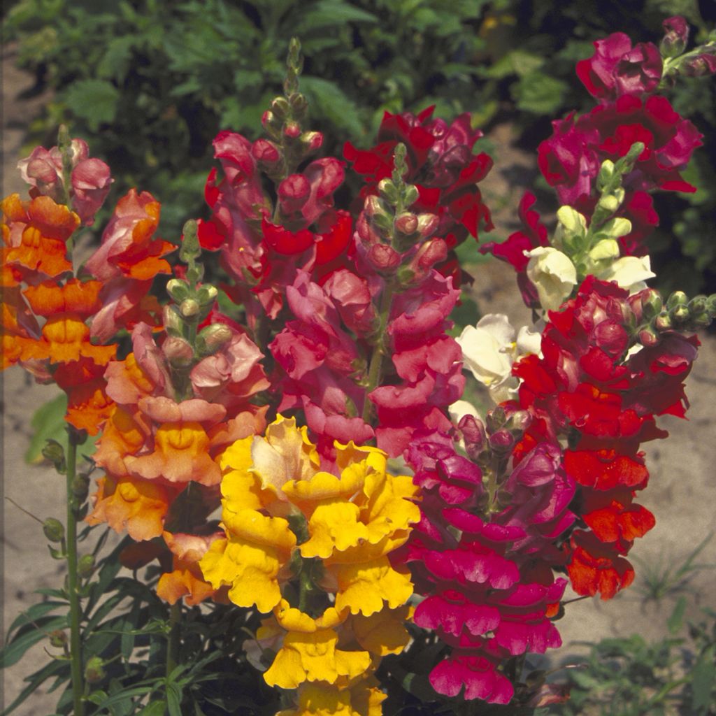 Leeuwenbek Majestic Mix (zaad) - Antirrhinum majus