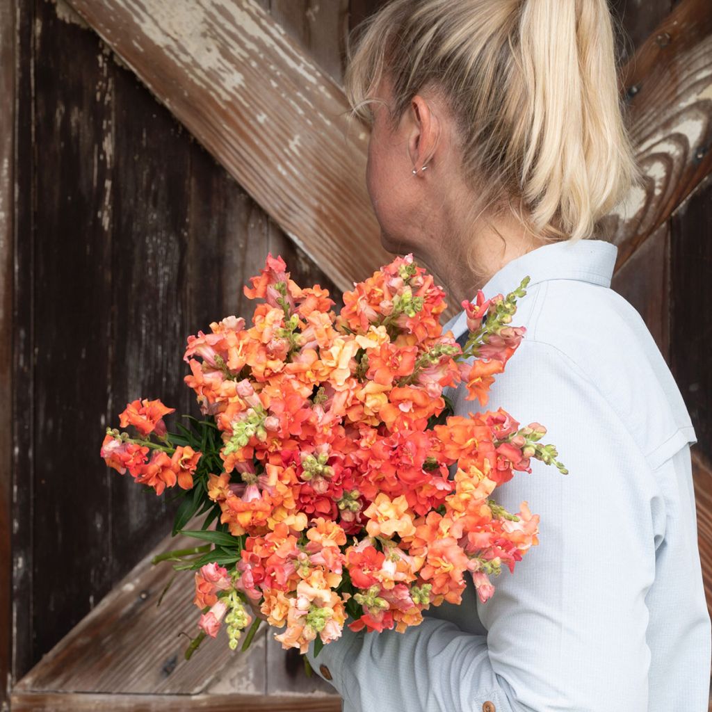 Leeuwenbek Madame Butterfly Bronze (zaad) - Antirrhinum