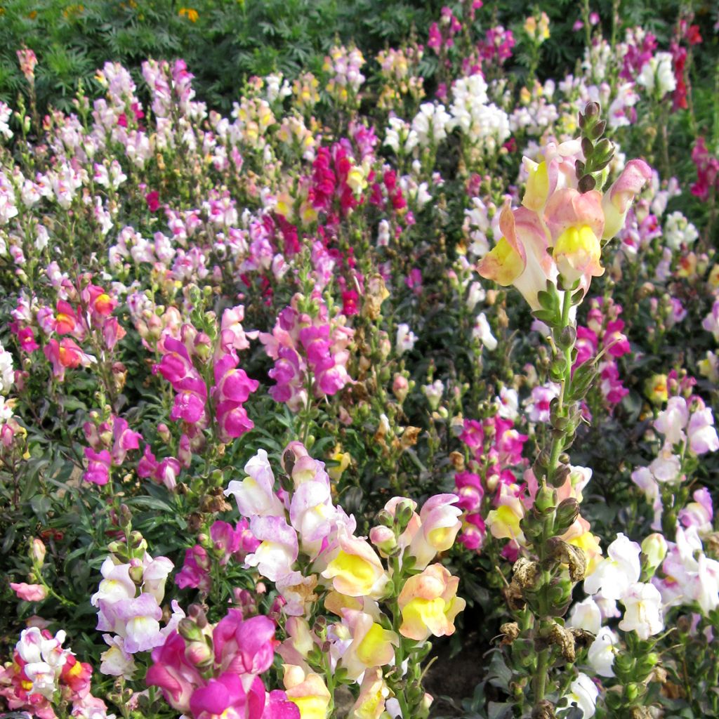 Leeuwenbek Maximum Mix (zaad) - Antirrhinum majus