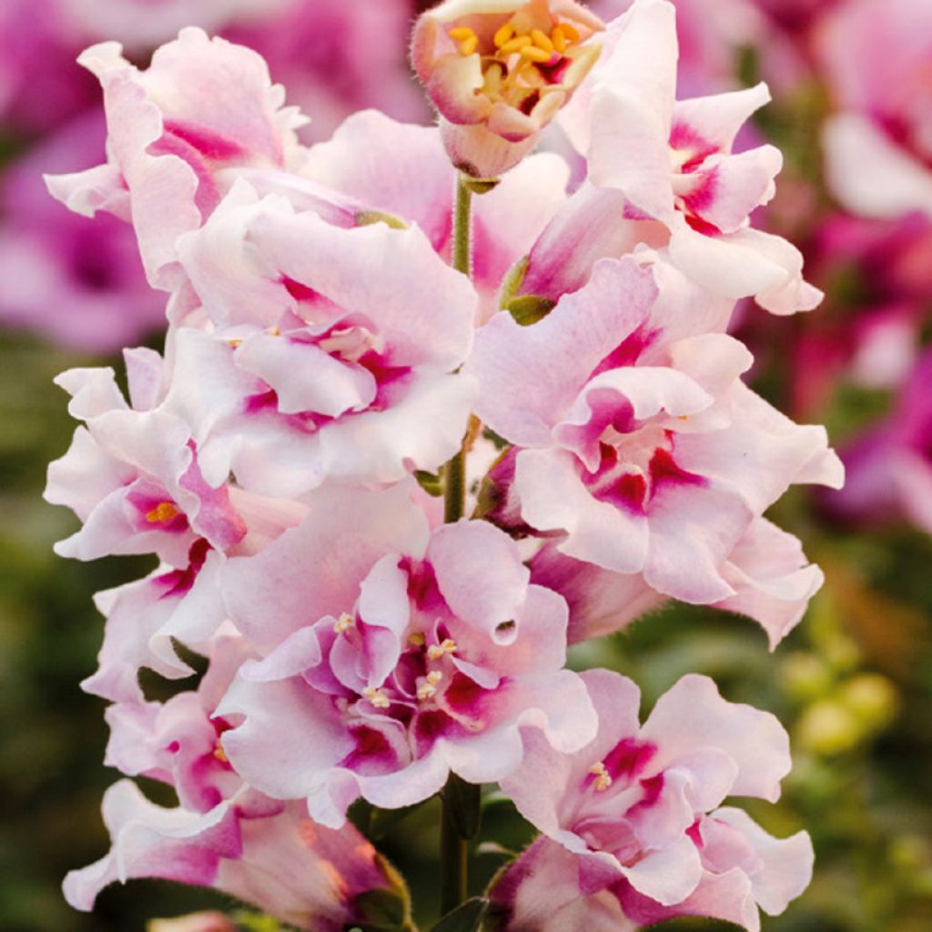 Leeuwenbek Twinny Orchid F1 (zaad) - Antirrhinum majus