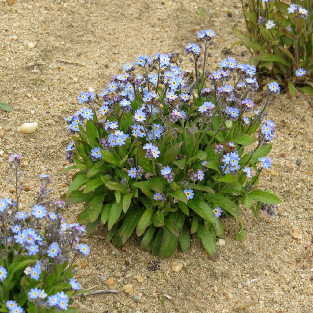 Myosotis sylvatica Victoria Azurea (zaad) - Bosvergeet-mij-nietje