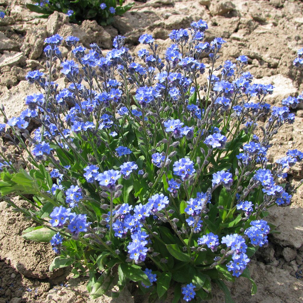Myosotis sylvatica Ultramarine (zaad) - Bosvergeet-mij-nietje