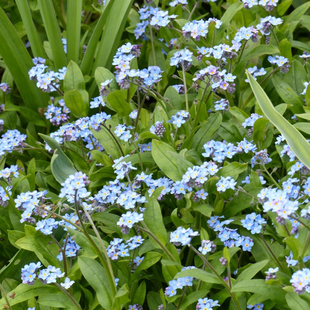 Myosotis sylvatica Blauw (zaad) - Bosvergeet-mij-nietje