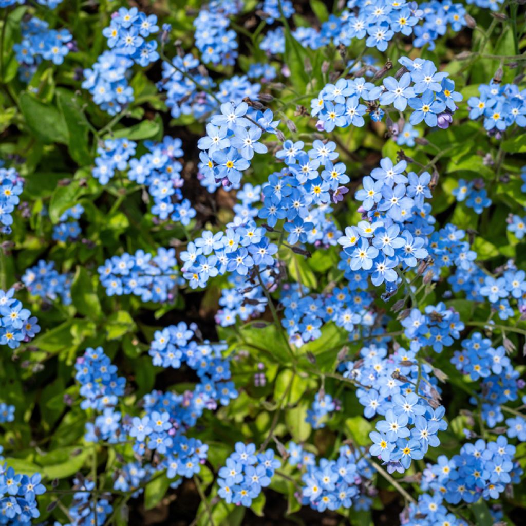 Myosotis sylvatica Indigo Compacta (zaad) - Bosvergeet-mij-nietje