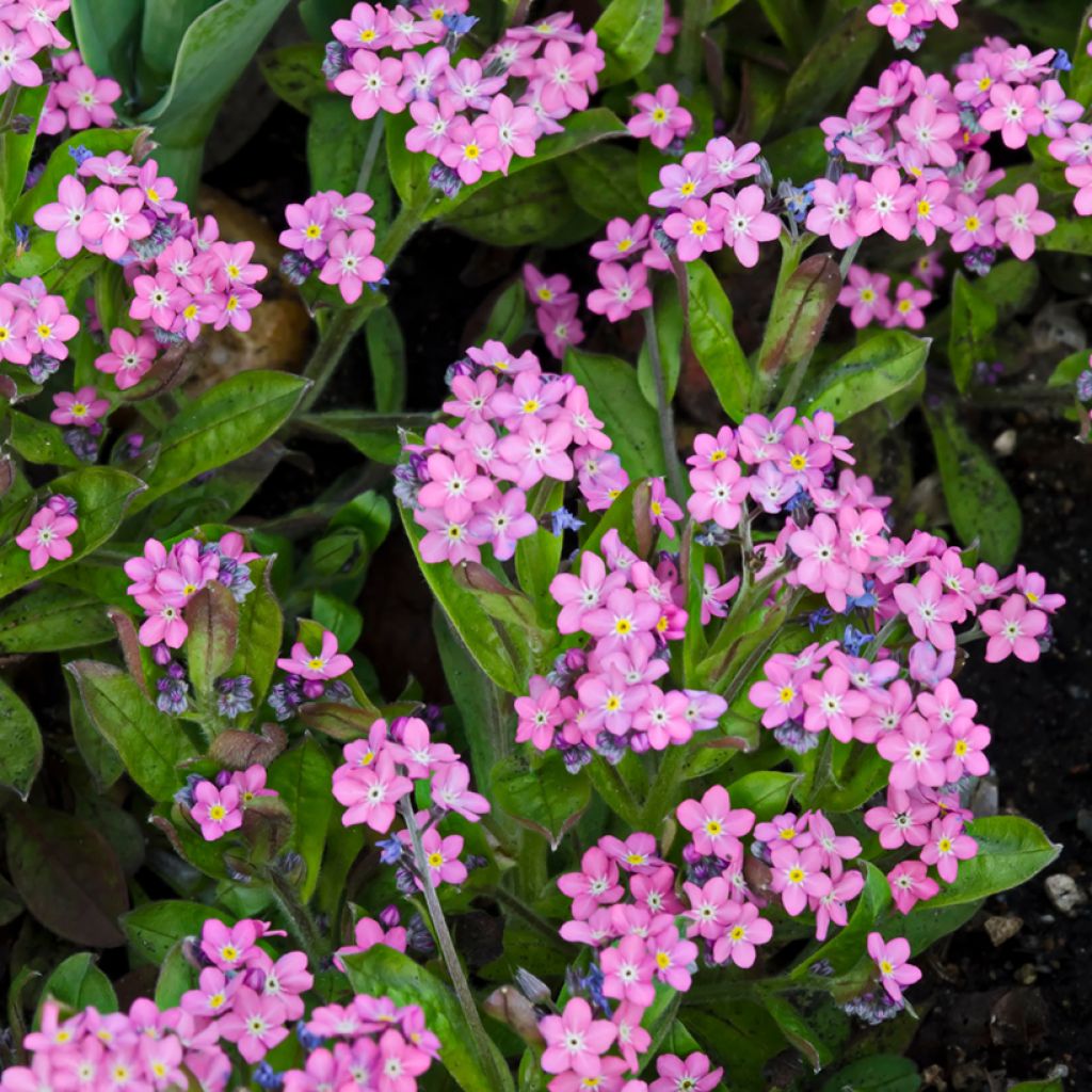 Myosotis sylvatica Roze (zaad) - Bosvergeet-mij-nietje