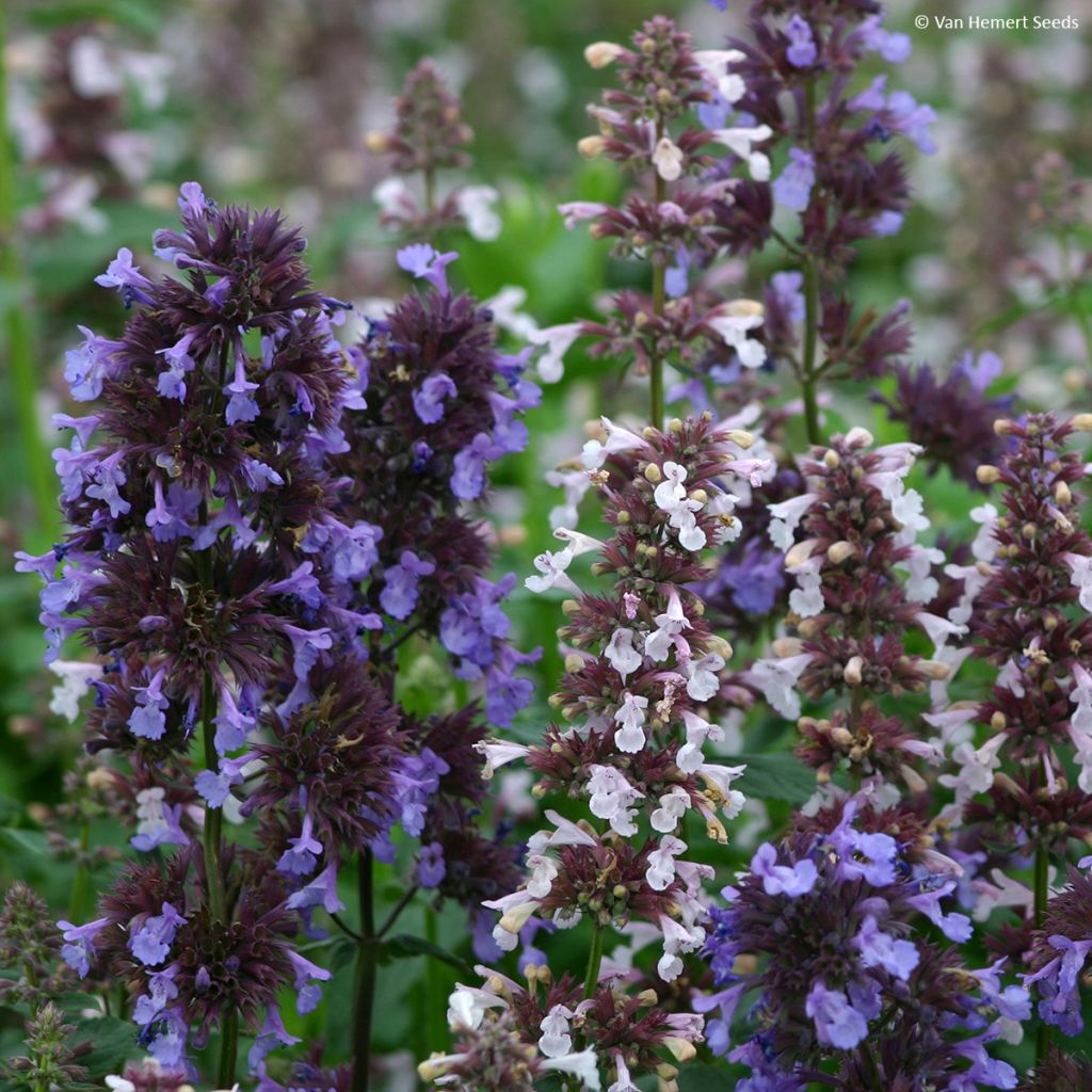 Nepeta grandiflora Border Ballet (zaad) - Kattenkruid