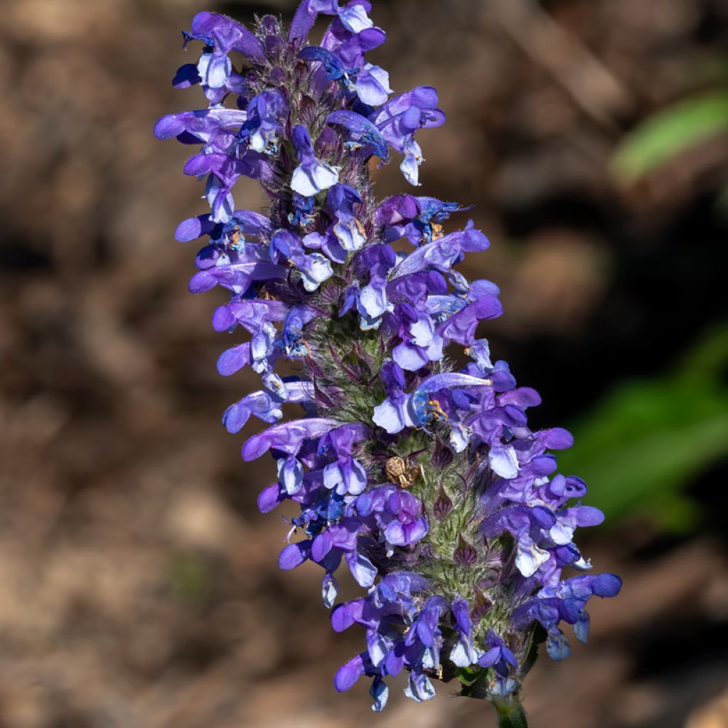 Nepeta nervosa Blue Moon (zaad) - Kattenkruid