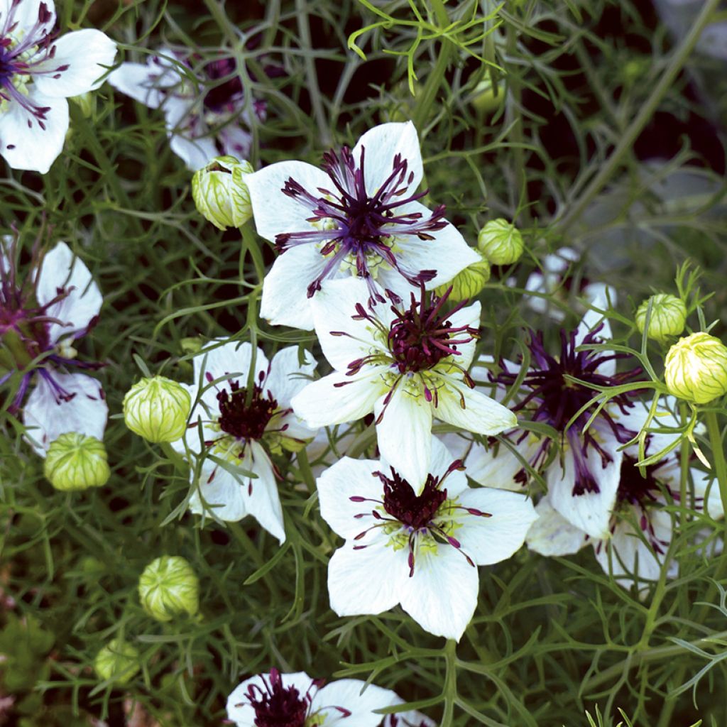 Nigella papillosa African Bride (zaad) - Juffertje-in-het-groen