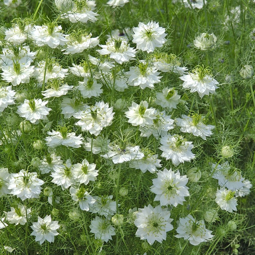 Nigella damascena Wit Groen (zaad) - Juffertje-in-het-groen