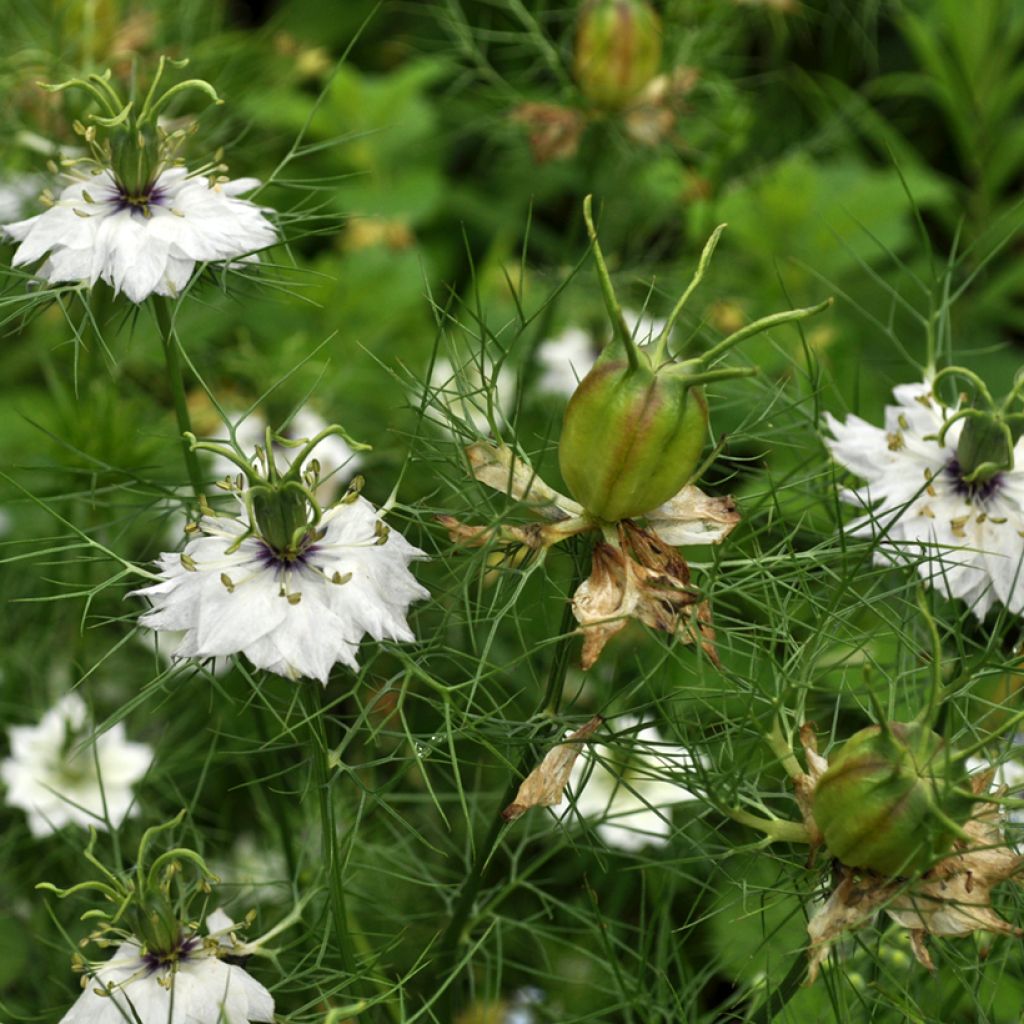 Nigella damascena Green Pod biologisch (zaad) - Juffertje-in-het-groen