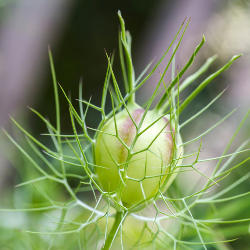 Nigella damascena Green Pod biologisch (zaad) - Juffertje-in-het-groen