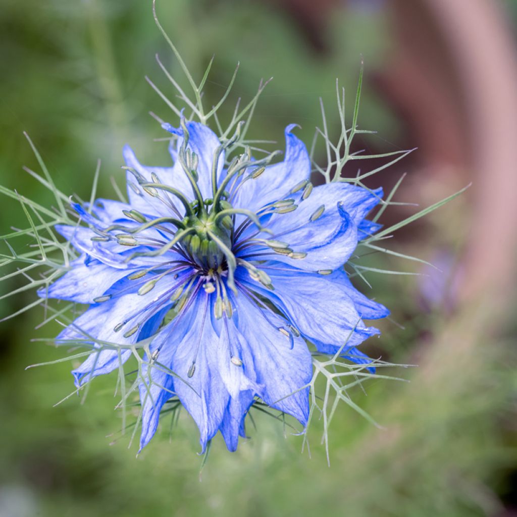 Nigella damascena Miss Jekyll Blue (zaad) - Juffertje-in-het-groen