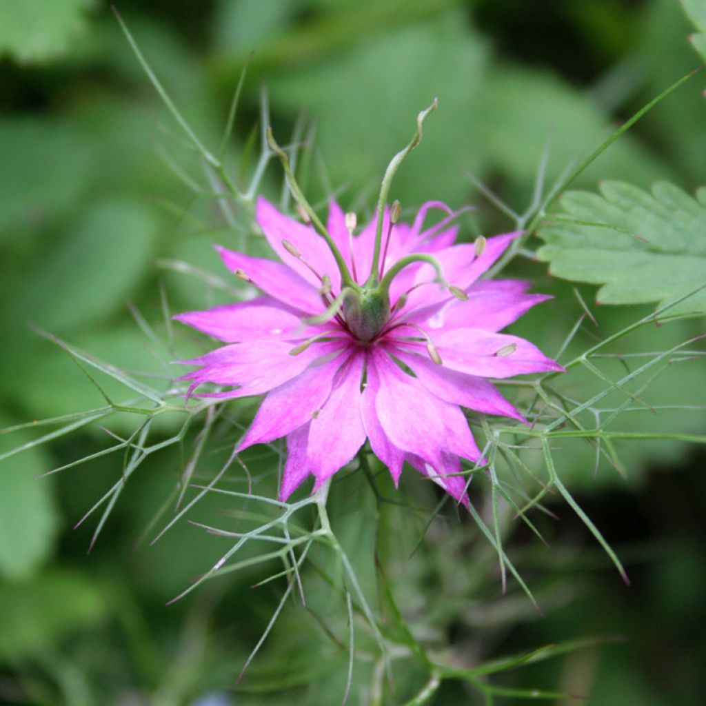 Nigella damascena Persian Rose (zaad) - Juffertje-in-het-groen