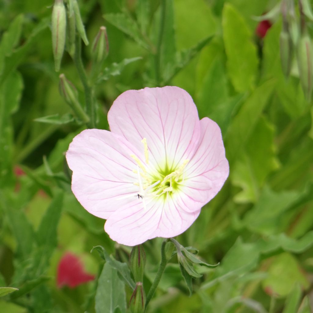 Oenothera speciosa Evening Pink (zaad) - Teunisbloem