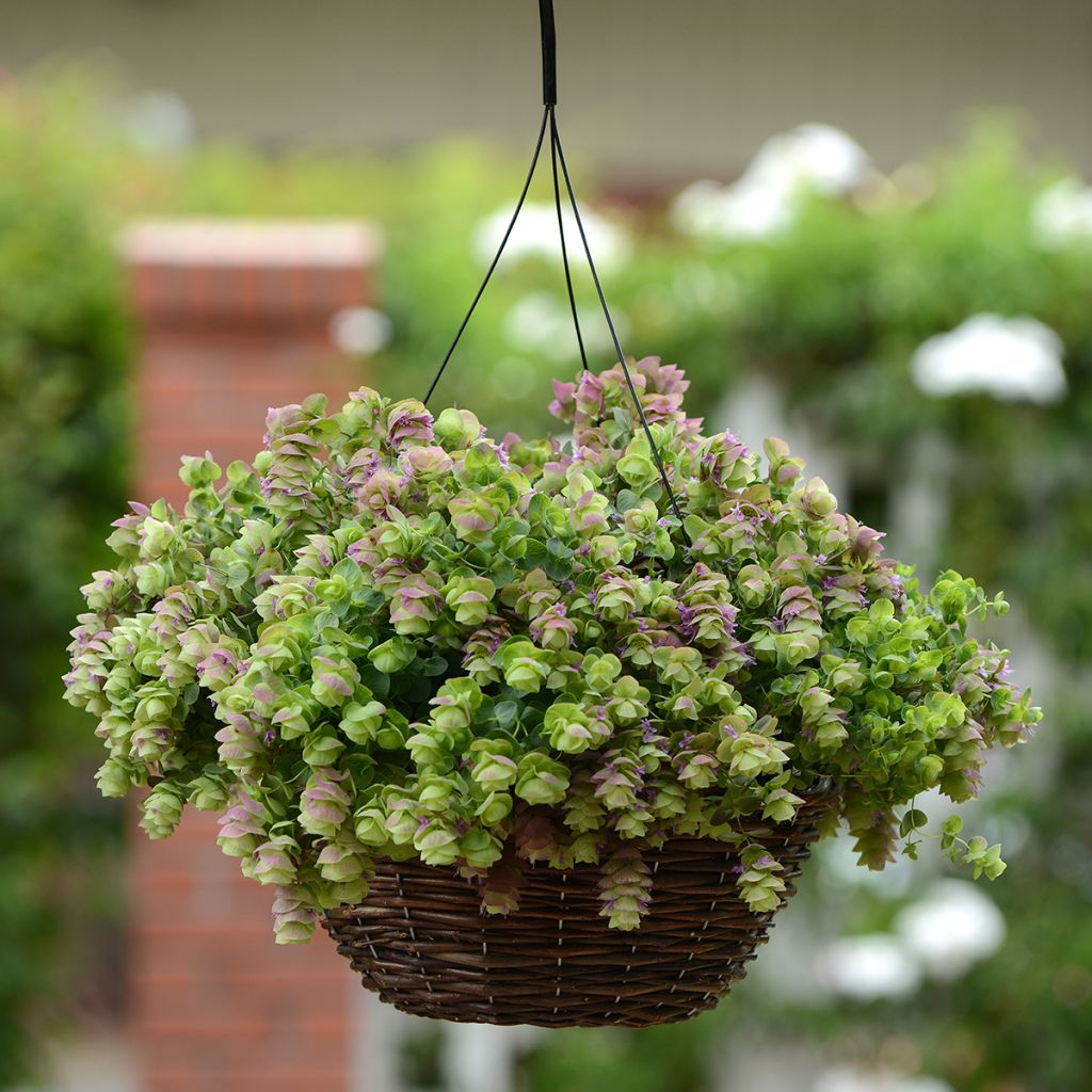 Origanum rotundifolium Kirigami (zaad) - Marjolein