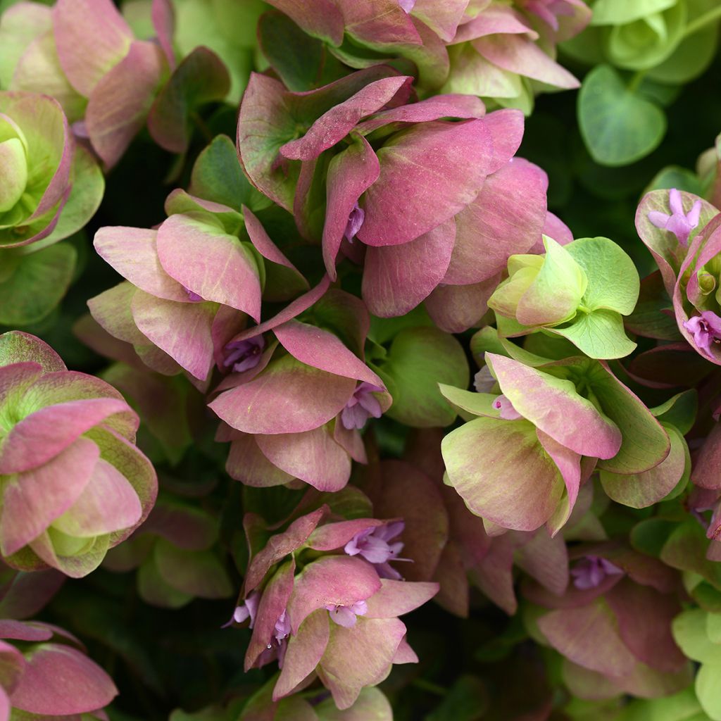 Origanum rotundifolium Kirigami (zaad) - Marjolein