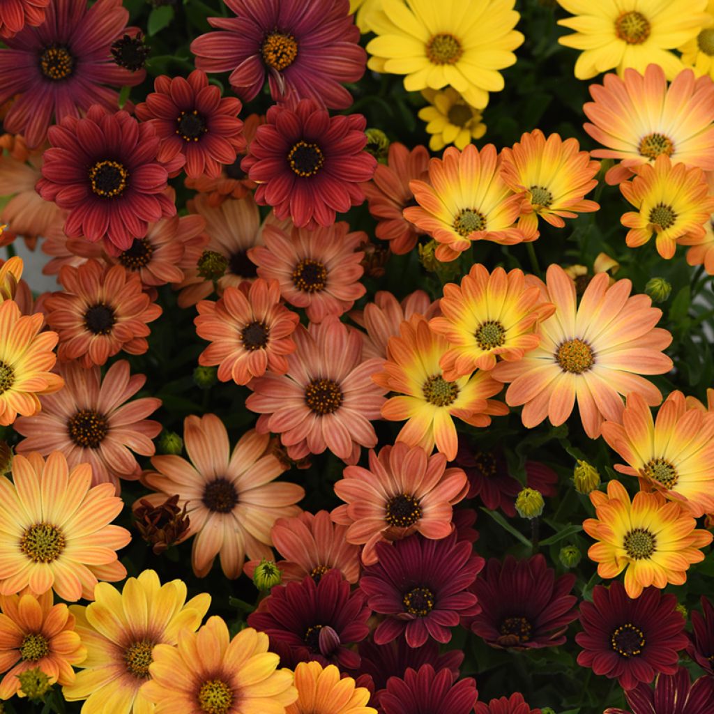 Osteospermum hybrida Akila Sunset Shades (zaad) - Spaanse margriet