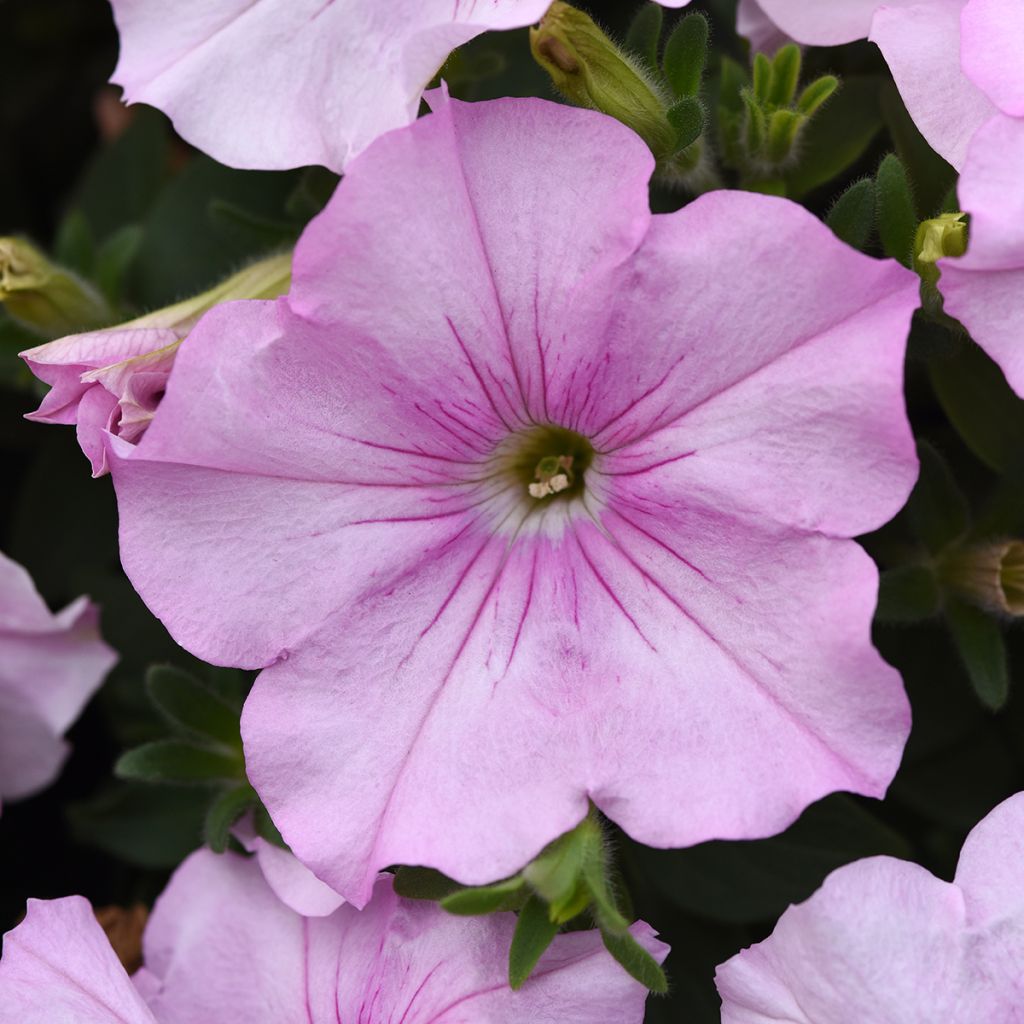 Petunia Easy Wave Pink Pearl F1 (zaad) - Hangpetunia