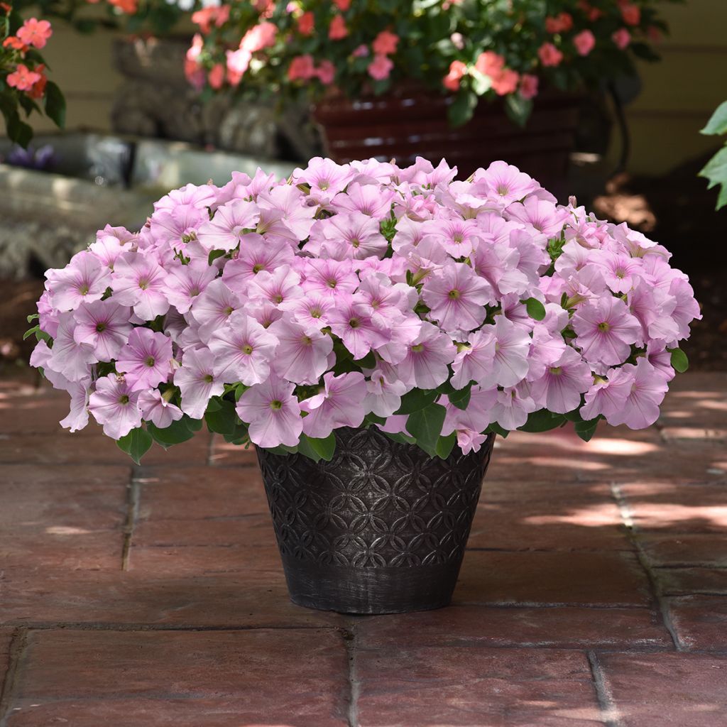 Petunia Easy Wave Pink Pearl F1 (zaad) - Hangpetunia