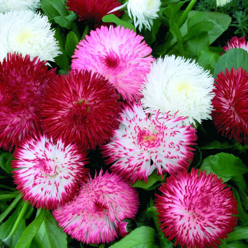 Madeliefje Habanera Mix (zaad) - Bellis perennis