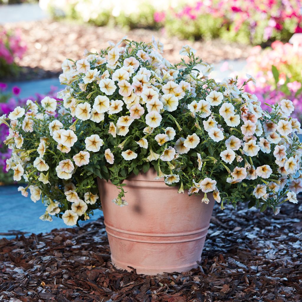 Petunia Ingrid F1 (gecoate zaden) - Hangpetunia