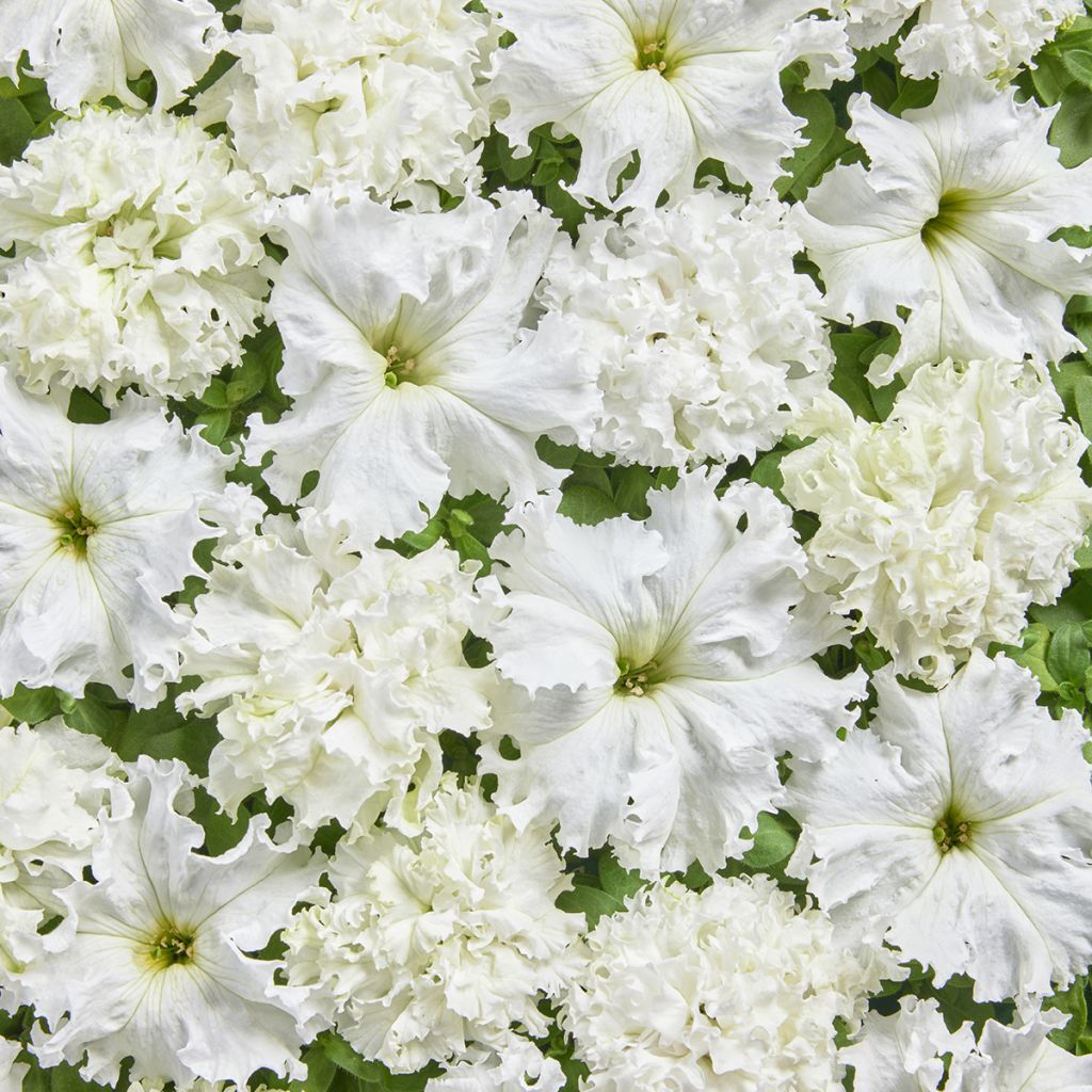 Petunia fimbriata White Double (gecoate zaden) - Hangpetunia