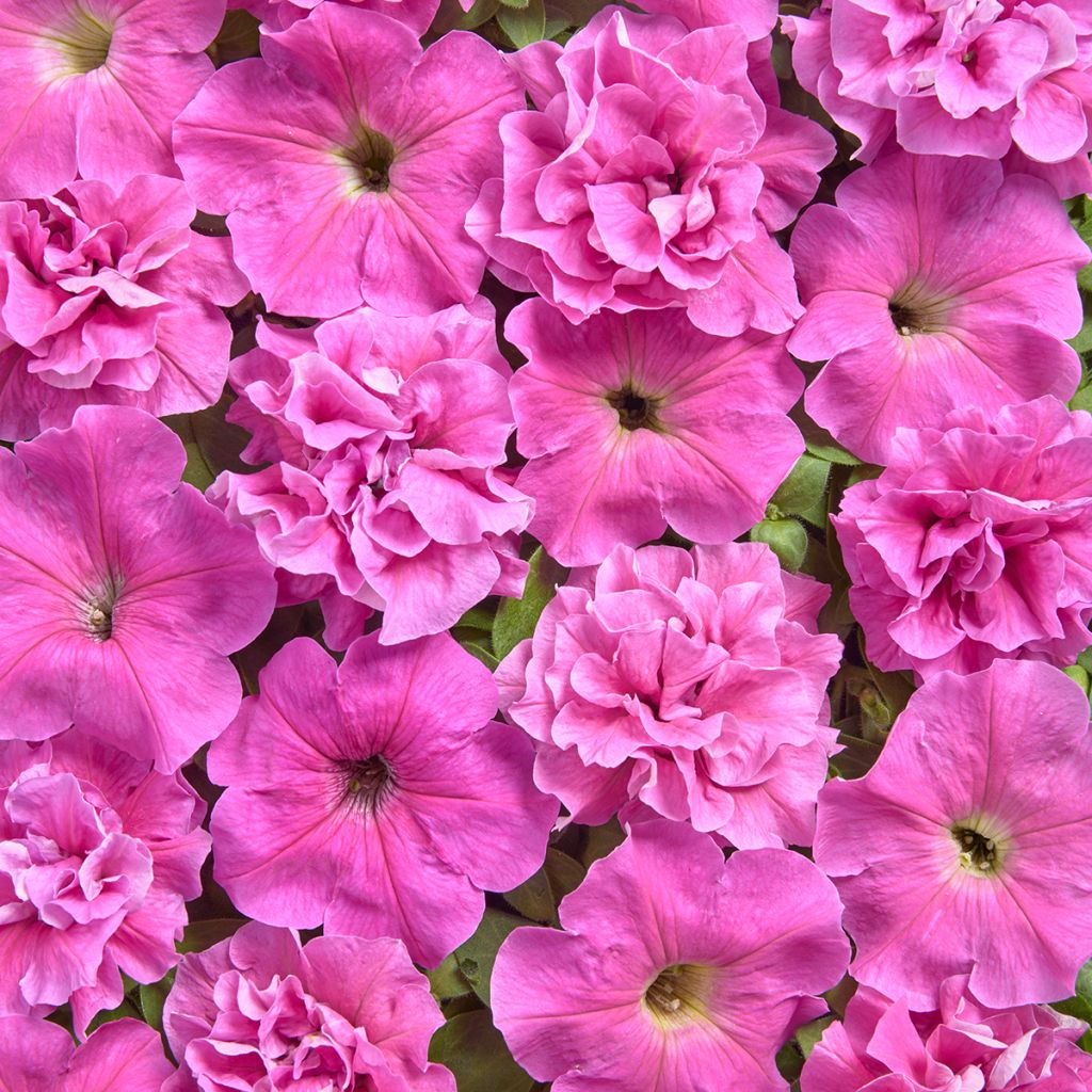 Petunia multiflora Rosa Bonheur (gecoate zaden) - Hangpetunia