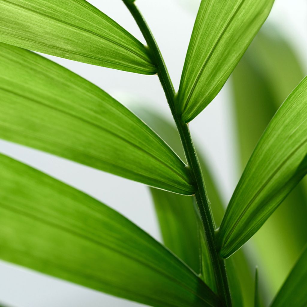 Chamaedorea elegans Collinea (zaad) - Bergpalm