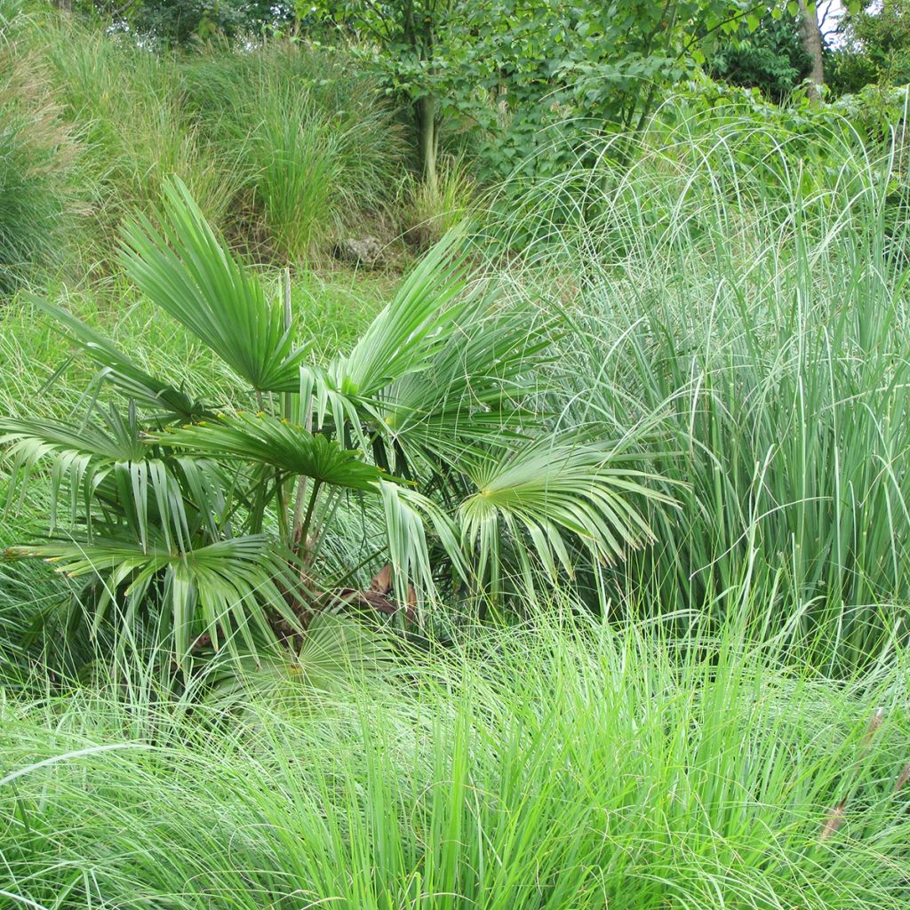 Trachycarpus fortunei (zaad) - Chinese waaierpalm