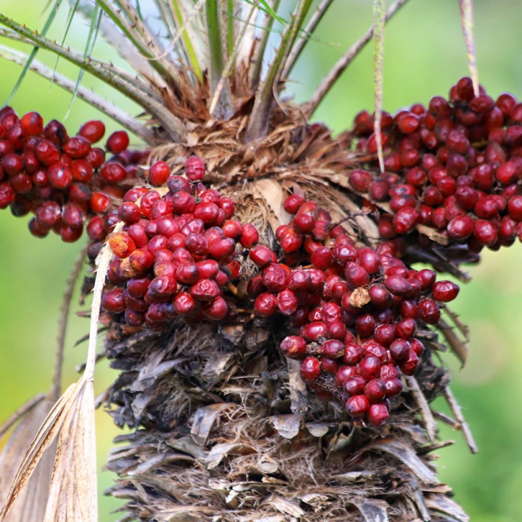 Chamaerops humilis (zaad) - Europese dwergpalm