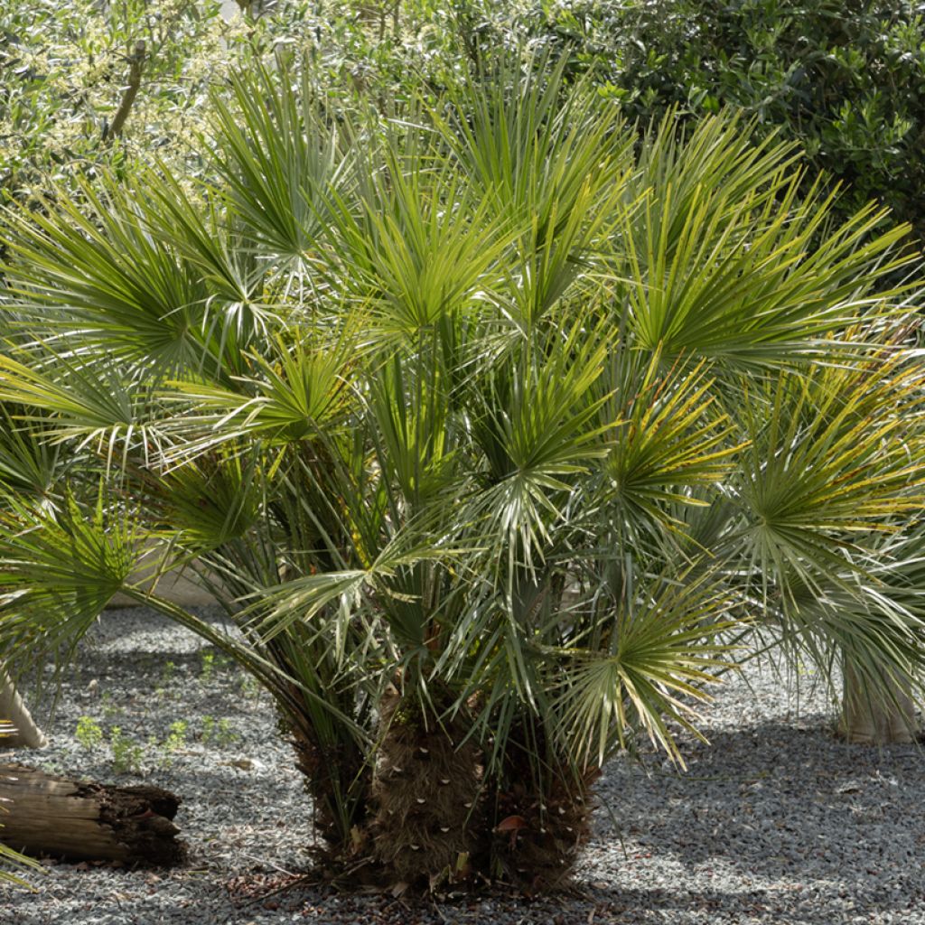 Chamaerops humilis (zaad) - Europese dwergpalm