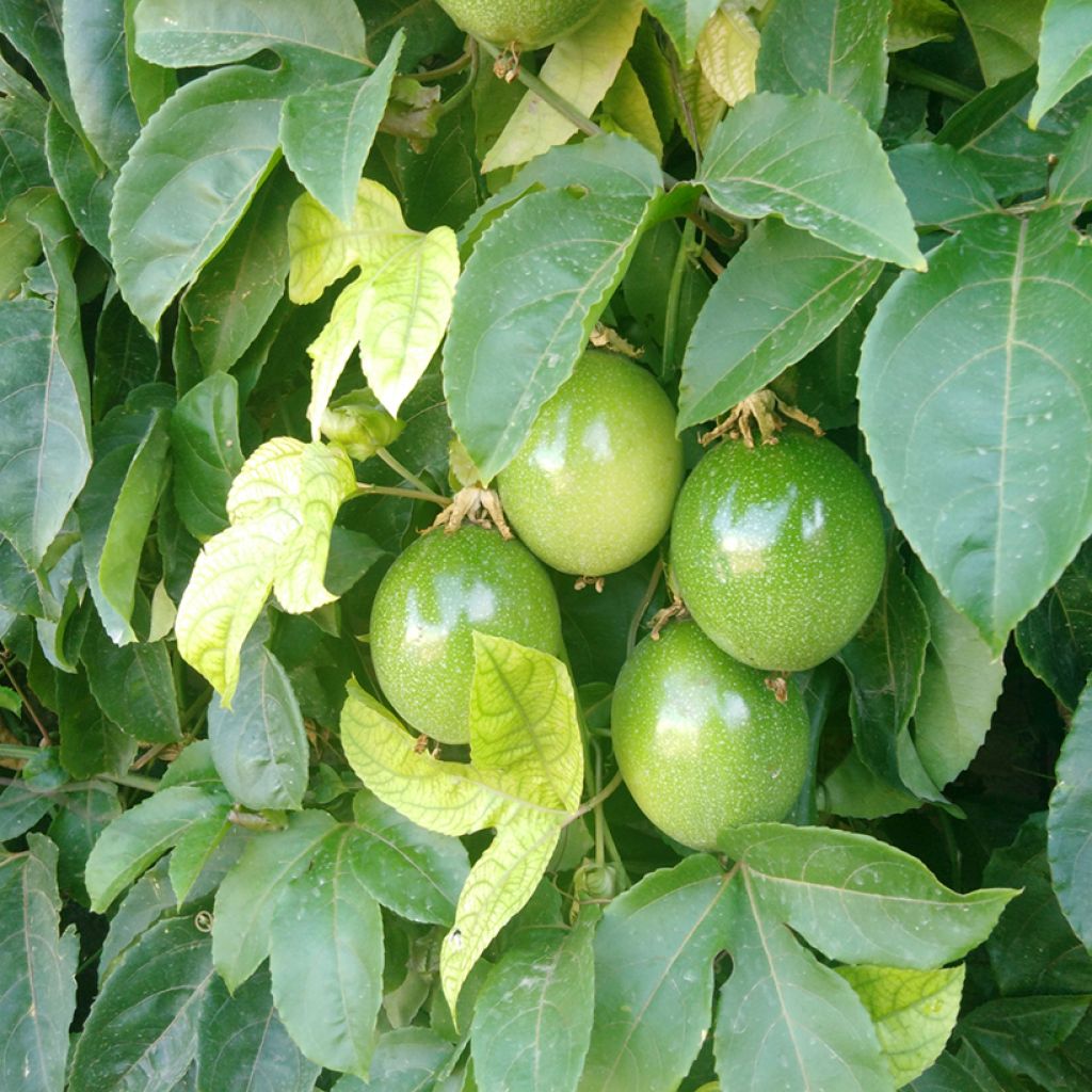 Passiflora quadrangularis (zaad) - Reuzenpassiebloem