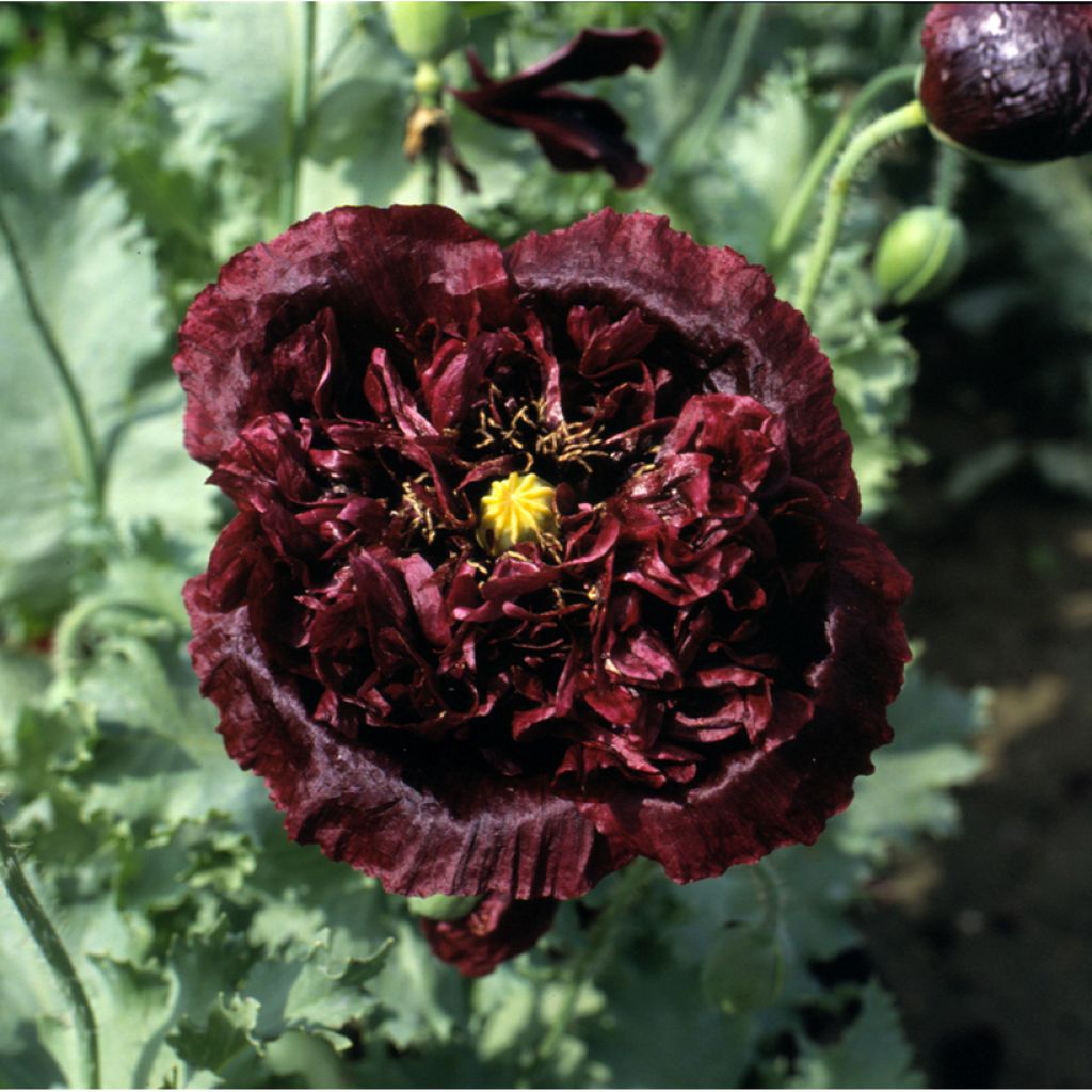 Papaver somniferum Black Peony (zaad) - Eenjarige slaapbol