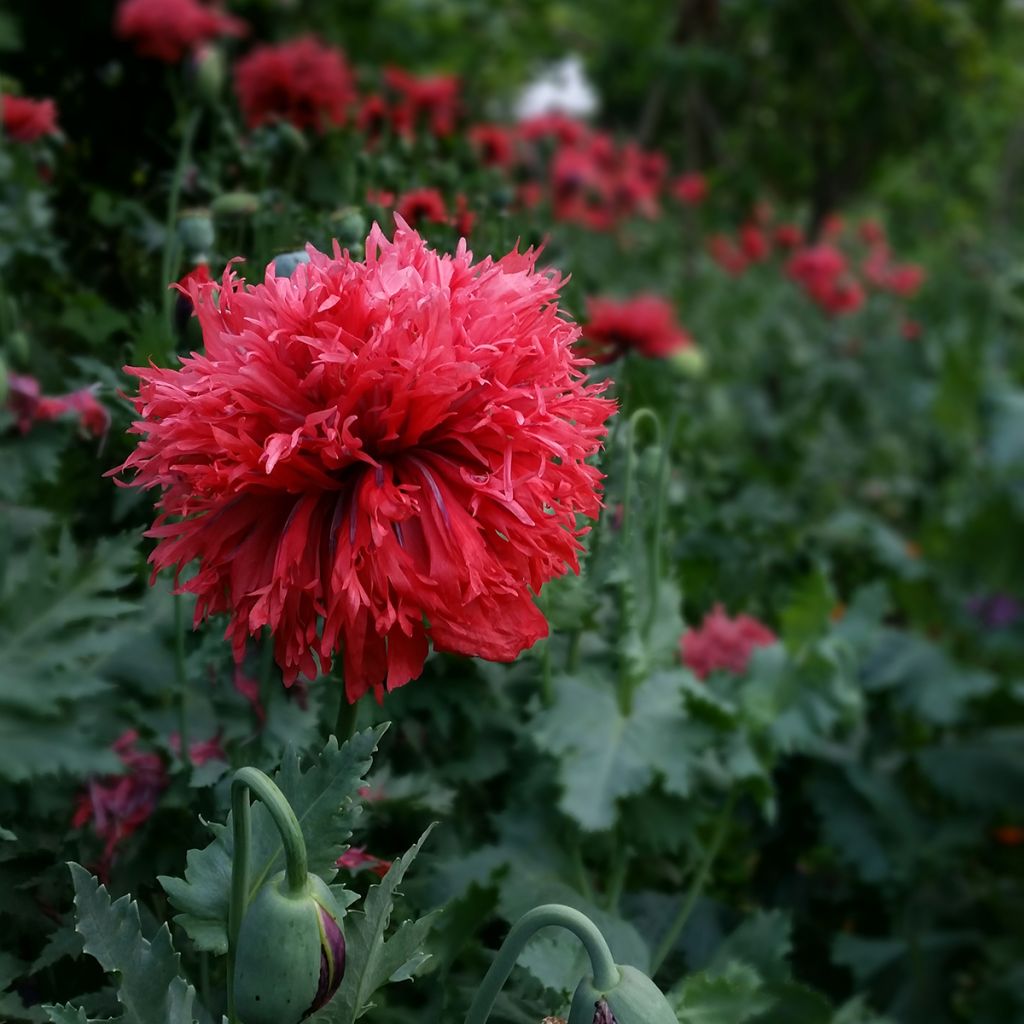 Papaver somniferum Crimson Feathers (zaad) - Eenjarige slaapbol