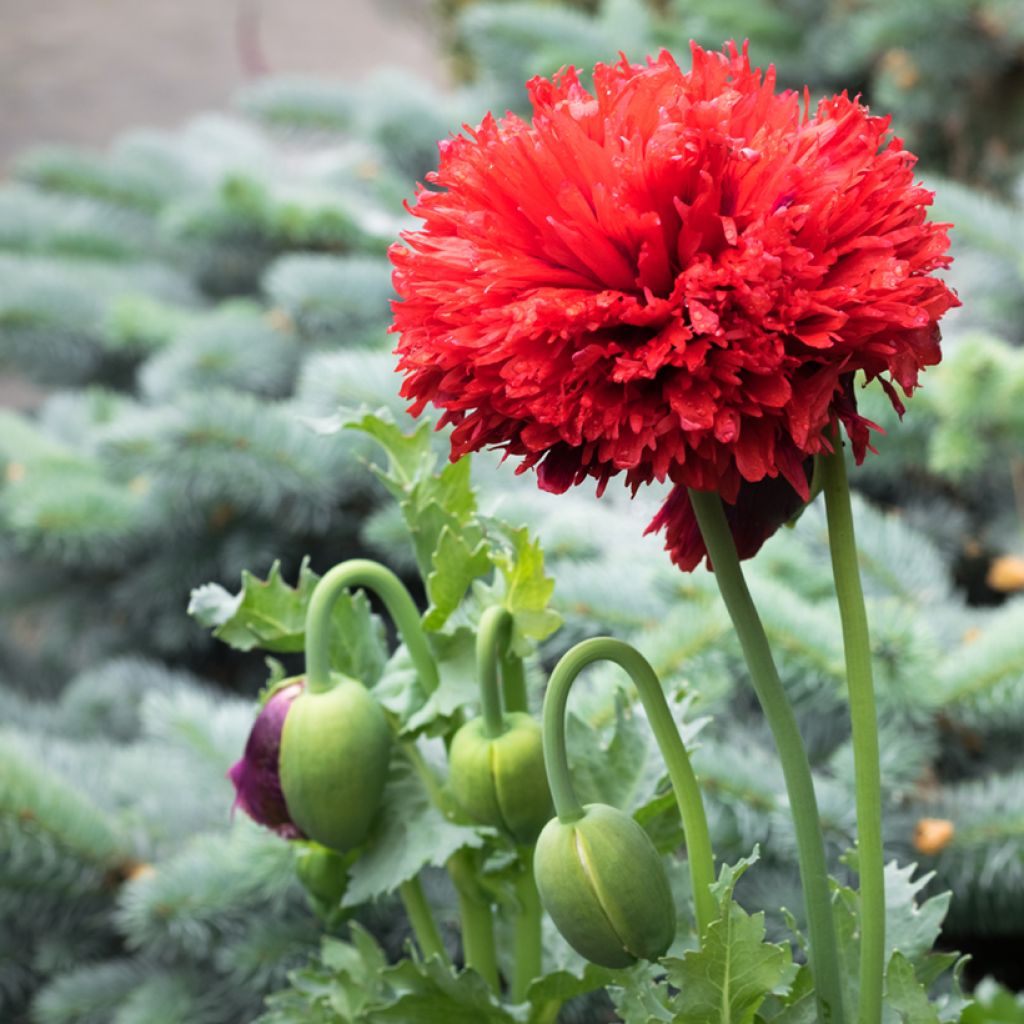 Papaver somniferum Laciniatum Scarlet (zaad) - Eenjarige slaapbol