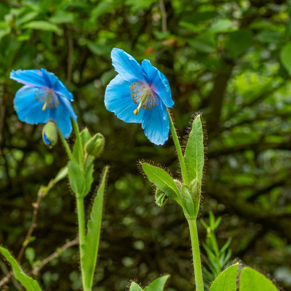 Meconopsis betonicifolia (zaad) - Blauwe klaproos