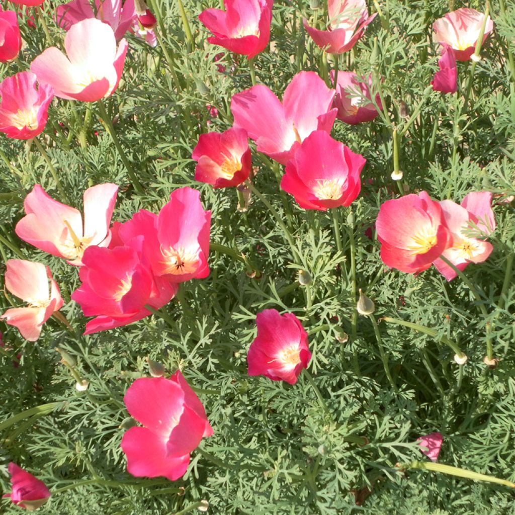 Eschscholzia californica Carmine King (zaad) – Slaapmutsje