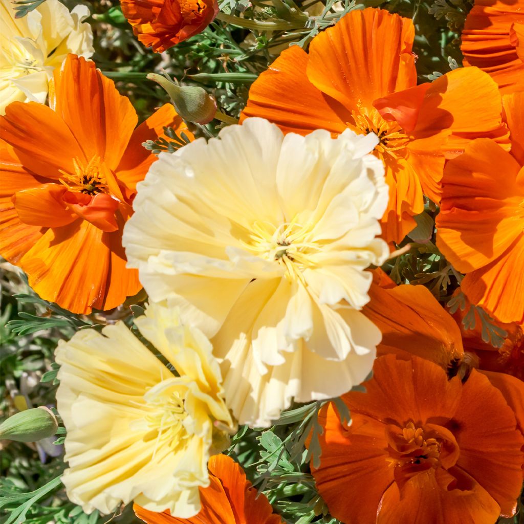 Eschscholzia californica Cream Swirl (zaad) – Slaapmutsje