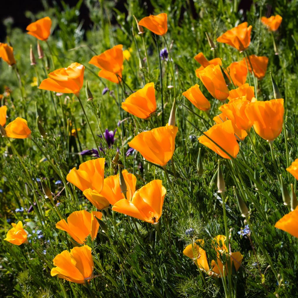 Eschscholzia californica Orange King (zaad) – Slaapmutsje