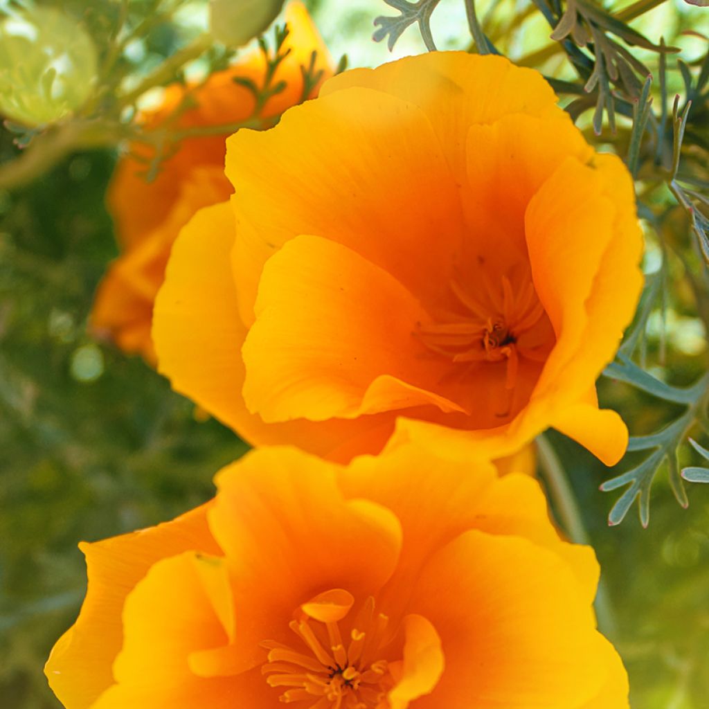 Eschscholzia californica Orange King (zaad) – Slaapmutsje
